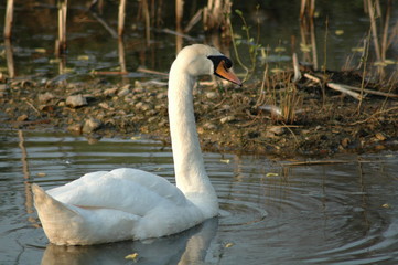 swan