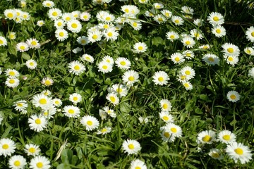 daisies in a spring day