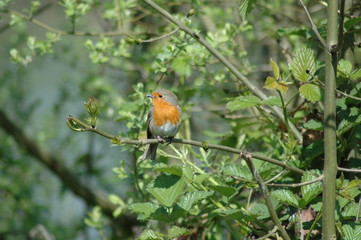 robin