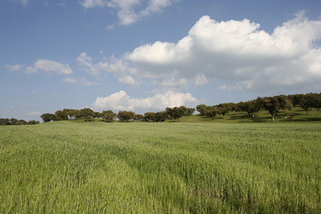 landscape with a green field