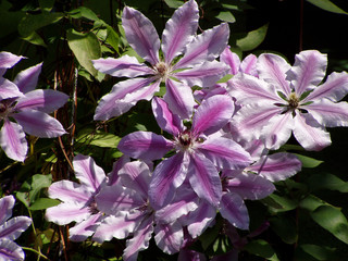 clematis