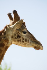 jirafa cabeza perfil