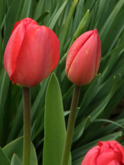 tulips