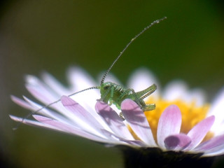 details of spring