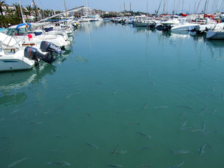 boats © leslie sanders
