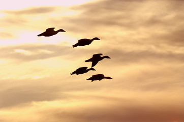 Geese at sunset