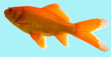 gold fish