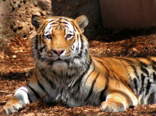 tiger looking at camera