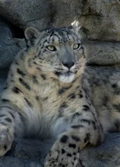 Rolgordijnen snow leopard © Evan Meyer