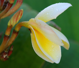 yellow plumeria