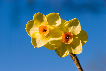 narcissus 22