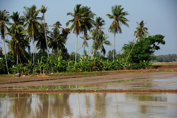 Obraz premium coconut trees,and paddy field