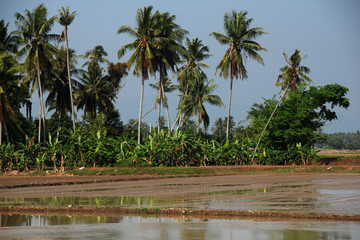 Fototapeta na wymiar coconut trees and paddy field