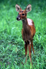 wetland deer & juvenile
