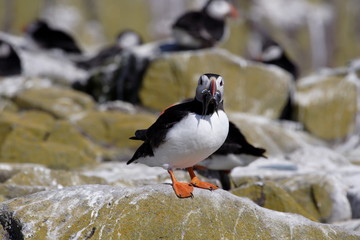 puffin, bird,