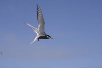 arctic tern