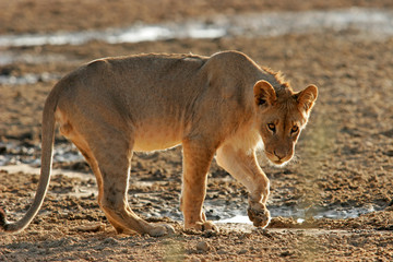 young african lion