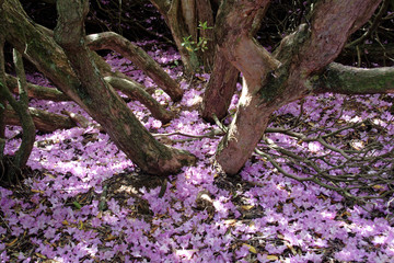 rhodendrum petals