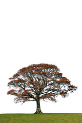 the oak in fall