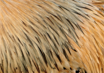 golden feathers