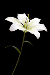 white lily on black
