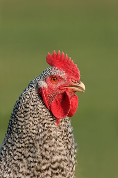 maran cockerel