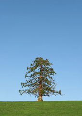 evergreen tree in winter