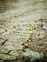life on dry soil