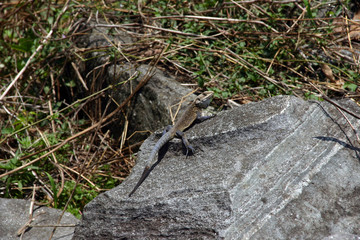 hiding lizard
