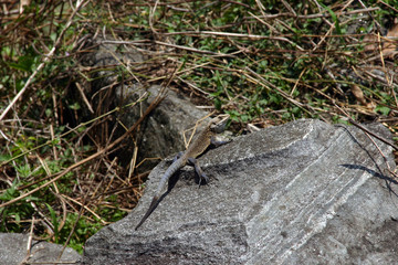 grey lizard
