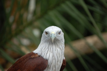 eagle