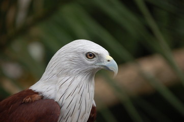 eagle