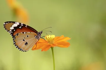 Crédence de cuisine en verre imprimé Papillon papillon