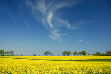 rapsblüte