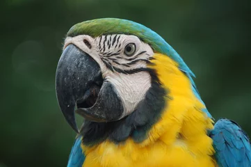 Foto op Plexiglas parrot © Arshad Abdullah