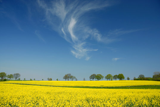 rapsbl&uuml;te
