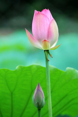 Obraz premium the lotus flower and bud