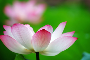 lotus flower