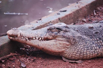 Aluminium Prints Crocodile crocodile
