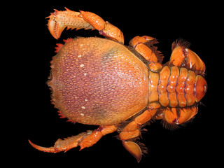 crabe de l'océan indien
