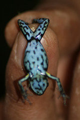 underside of amazonian poison dart frog