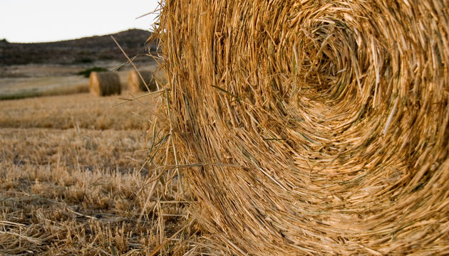 round bales of hay