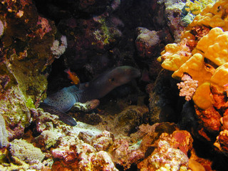 Fototapeta na wymiar murène mer rouge