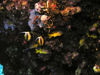 Stoff pro Meter poissons et coraux mer rouge © foxytoul