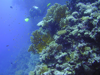 Fototapeta na wymiar plongeur et coraux mer rouge