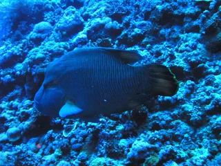 Foto auf Alu-Dibond poisson napoleon mer rouge © foxytoul