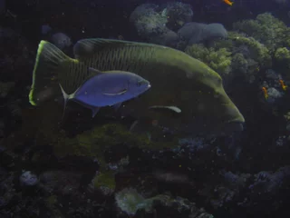 Stoff pro Meter poisson napoleon mer rouge © foxytoul
