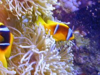 Foto auf Alu-Dibond poissons clown © foxytoul