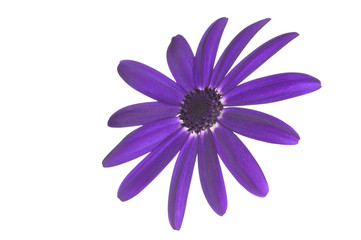 senetti deep blue head