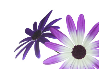 two senetti's